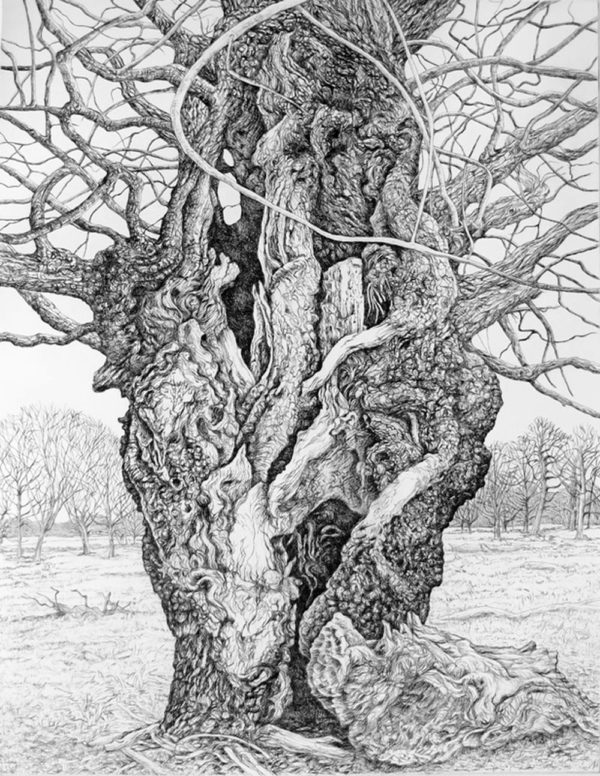 Veteran Oak Tree, Richmond Park