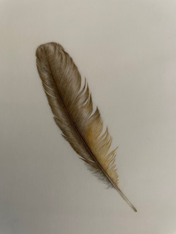 Blackbird's Feather